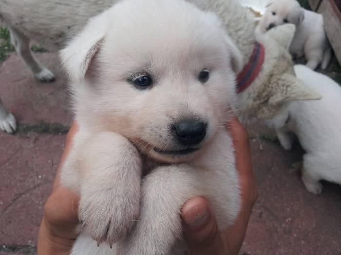 견종 이야기 - 진돗개 | 인스티즈