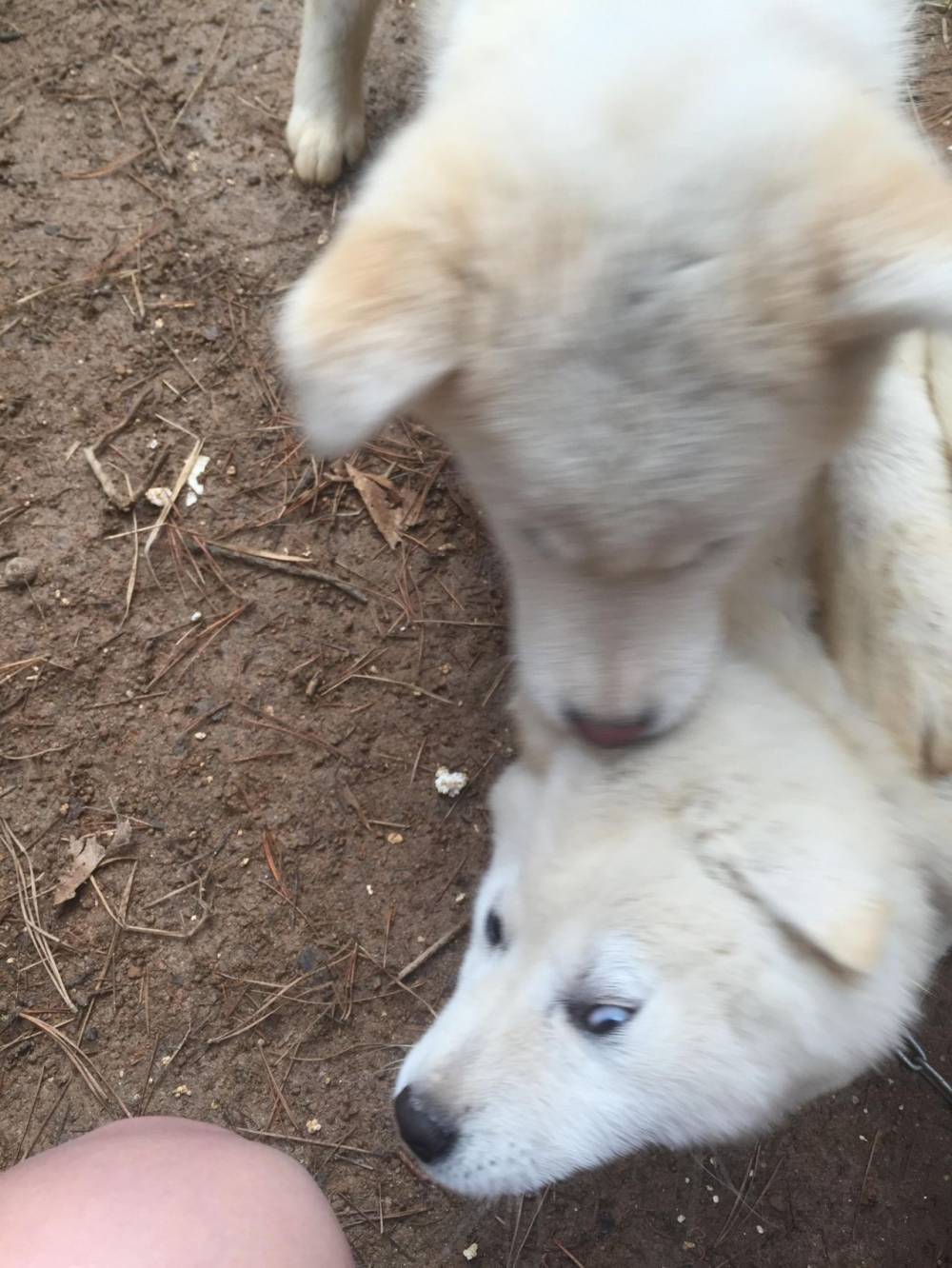 산 채로 물어뜯기는 강아지.jpg | 인스티즈