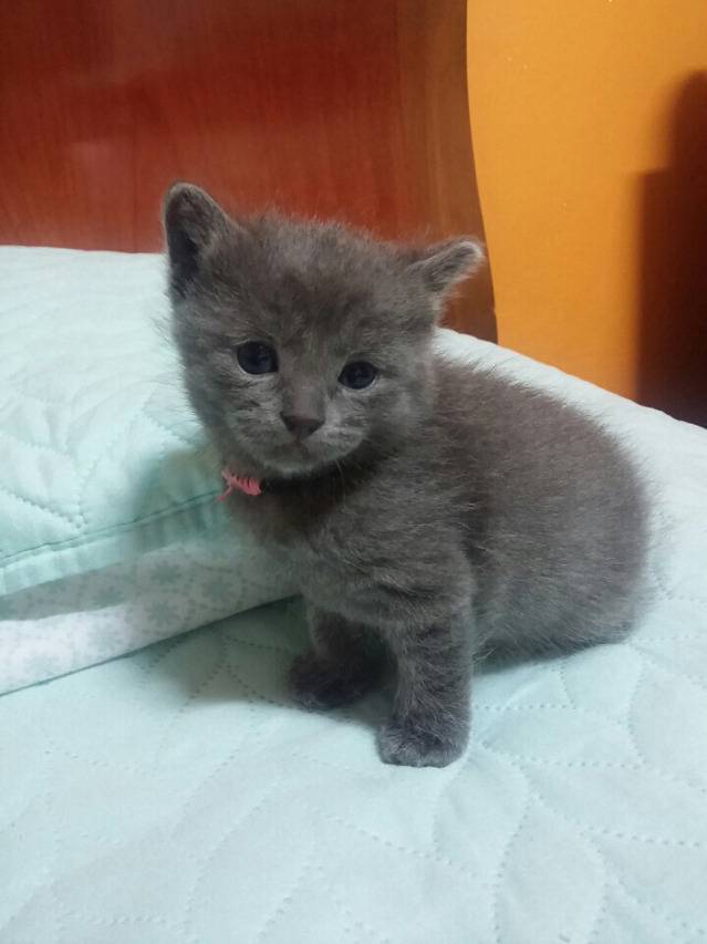 아기 고양이들 아깽이들 (심쿵주의) | 인스티즈