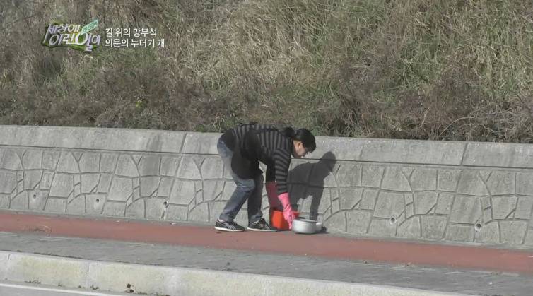 [세상에이런일이] 도로위에 망부석이 되서 주인을 기다리는 강아지.jpg | 인스티즈