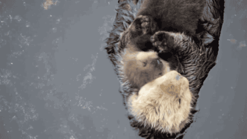 잠자는 해달gif | 인스티즈