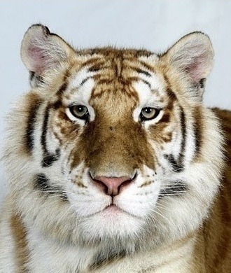 호랑이 증명 사진 | 인스티즈