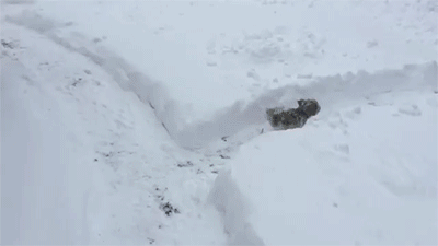 눈 와서 신난 강아지 | 인스티즈