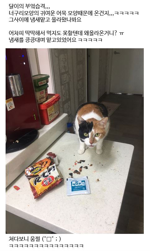 냥아치 인성.jpg | 인스티즈