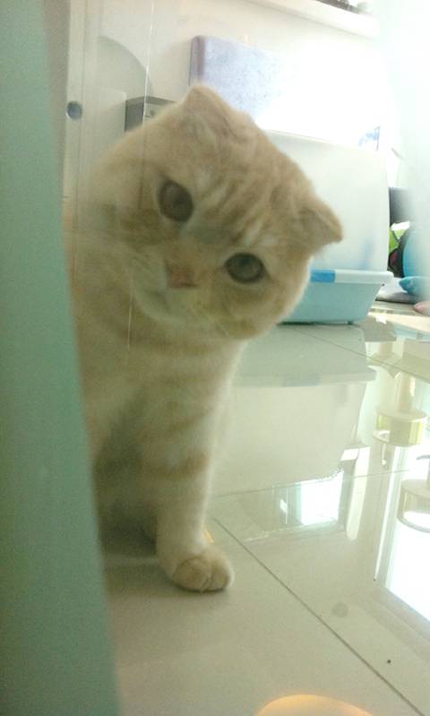 짱덕미 터지는 시아준수 고양이.jpg | 인스티즈