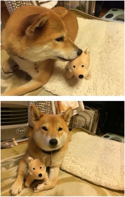 견종 이야기 - 시바견 | 인스티즈