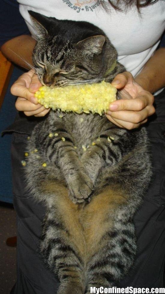 밥먹는 고양이.jpg | 인스티즈