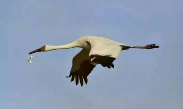 기이한거 물고 날아가는 학 한마리.jpg | 인스티즈