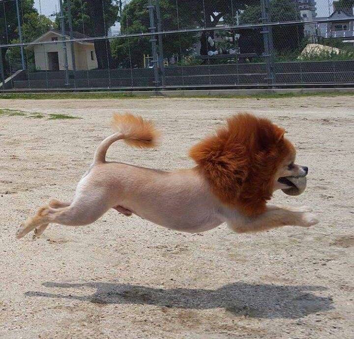 포메리안 일진 컷 | 인스티즈