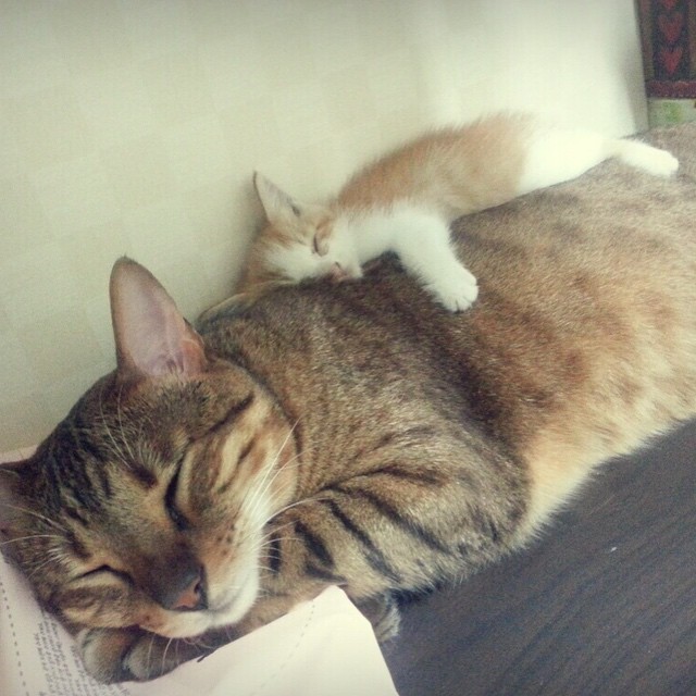 어미고양이와 새끼고양이 | 인스티즈