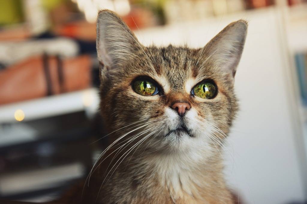 보석같은 눈을 가진 고양이들 | 인스티즈