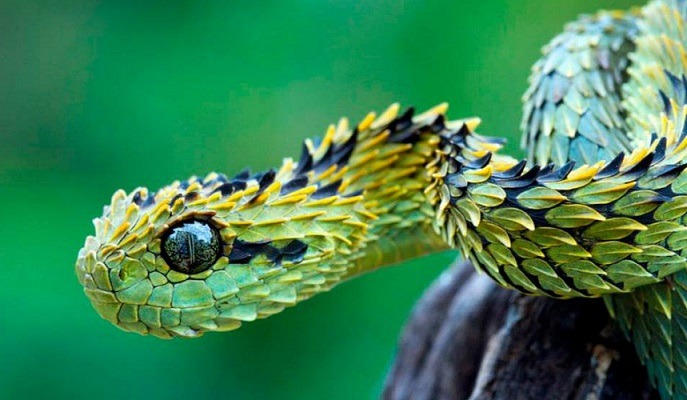 우리가 모르는 신기한 동물들.jpg | 인스티즈