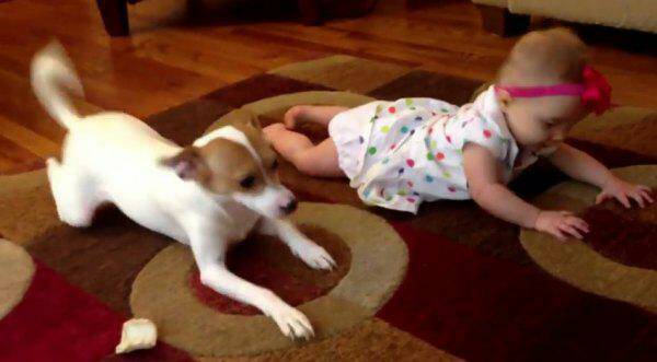 개와 아기를 함께 키우면 안되는 이유 | 인스티즈