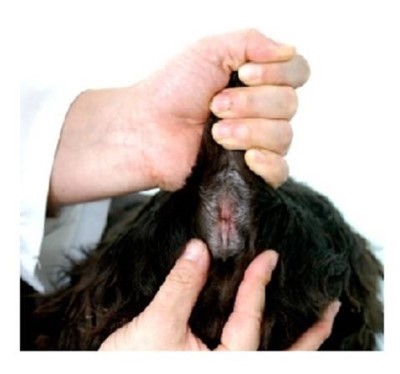 견종 이야기 - 페키니즈 | 인스티즈