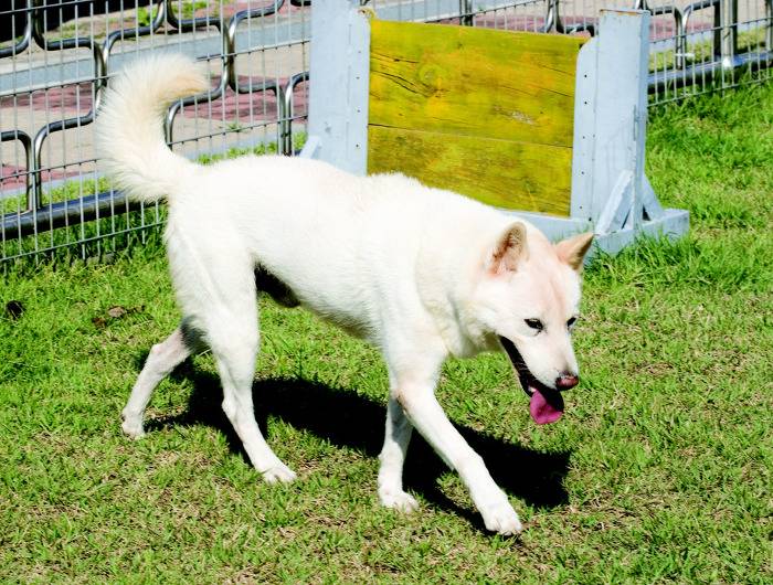 견종 이야기 - 진돗개 | 인스티즈