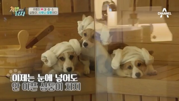 [개밥주는남자] 웰시코기 삼둥이 대중소의 일상.jpg | 인스티즈