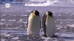 펭귄은 어쩜 이름도 펭귄이지 (귀여움 주의) | 인스티즈