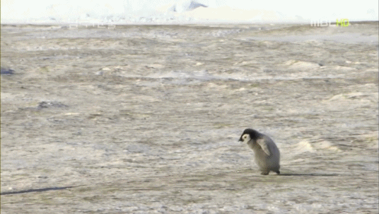 펭귄은 어쩜 이름도 펭귄이지 (귀여움 주의) | 인스티즈