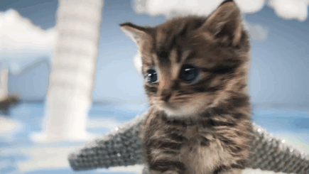 세계여행하는 냥이.gif | 인스티즈