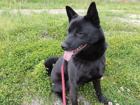 일본의 토종개 | 인스티즈