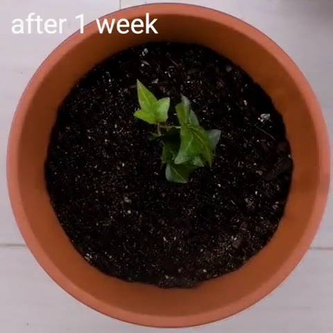 신박주의 - 바나나 속에 키위가 들어갔다!! 혼종 키우는 방법.jpg | 인스티즈