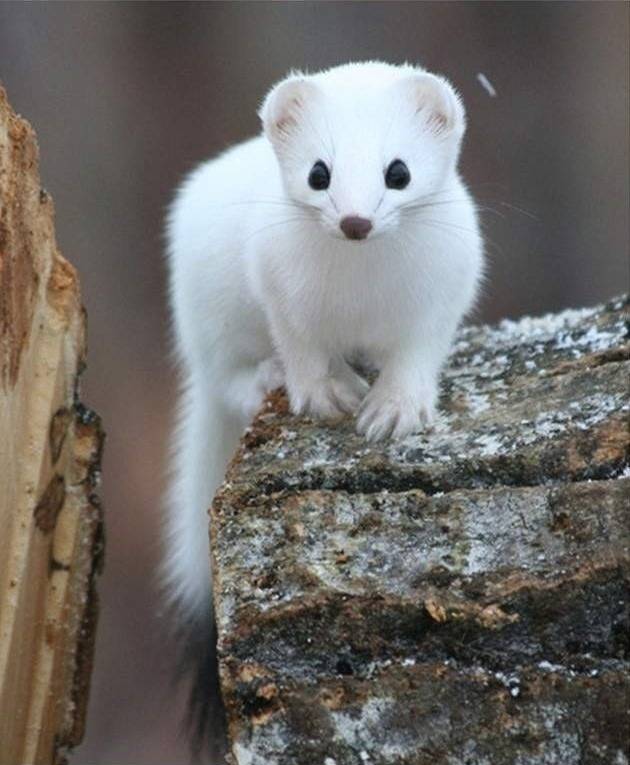 행복한 세상의 족제비 | 인스티즈