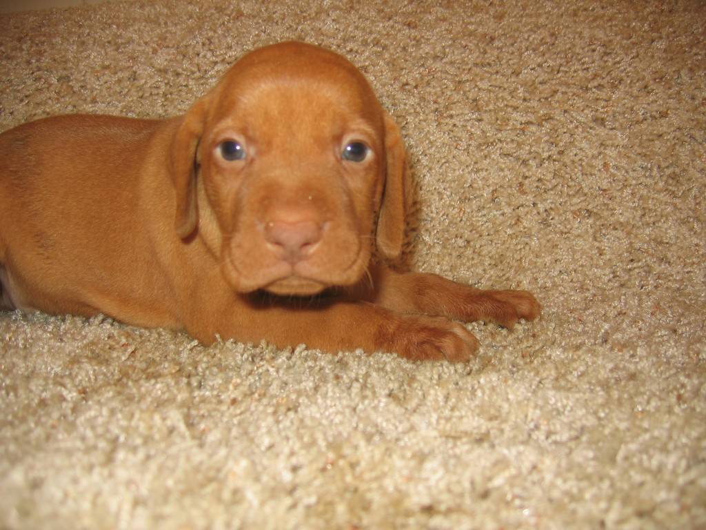 각 나라를 대표하는 국견(개)들 [삐쥐유/귀여움주의] | 인스티즈