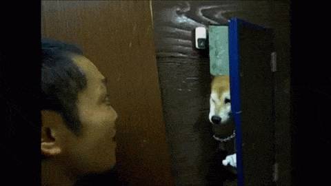 견종 이야기 - 시바견 | 인스티즈