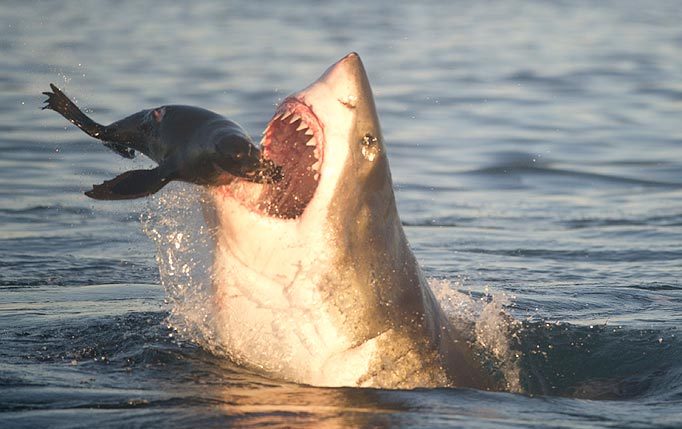 사냥하는 백상아리 | 인스티즈