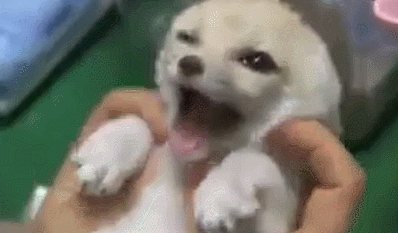 귀여운 사막여우 | 인스티즈