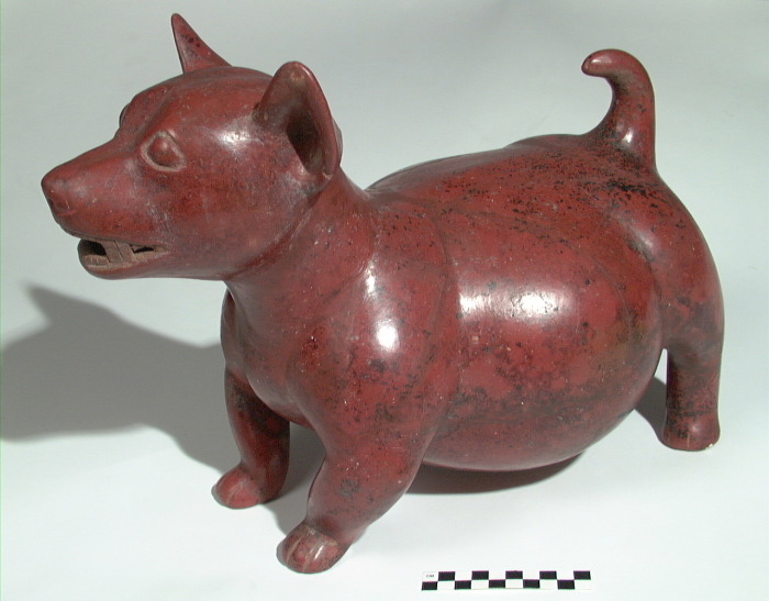 견종 이야기 - 치와와 | 인스티즈