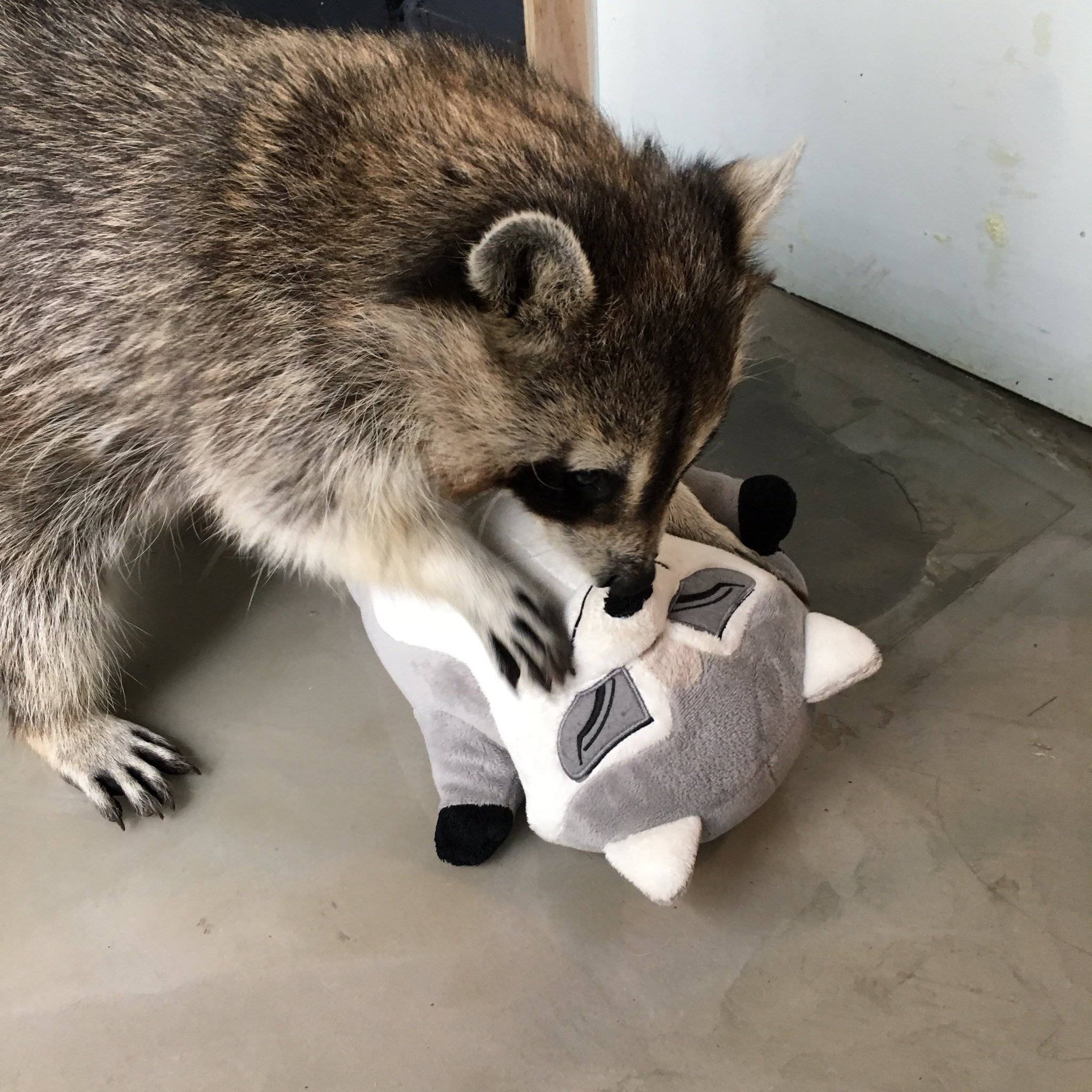 자신과 똑같이 생긴 아이돌 인형을 사랑한 라쿤 | 인스티즈
