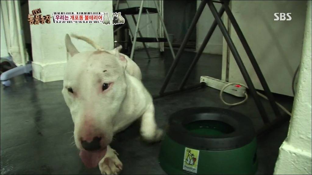 주인이 100프로 노린 개 이름.jpg | 인스티즈