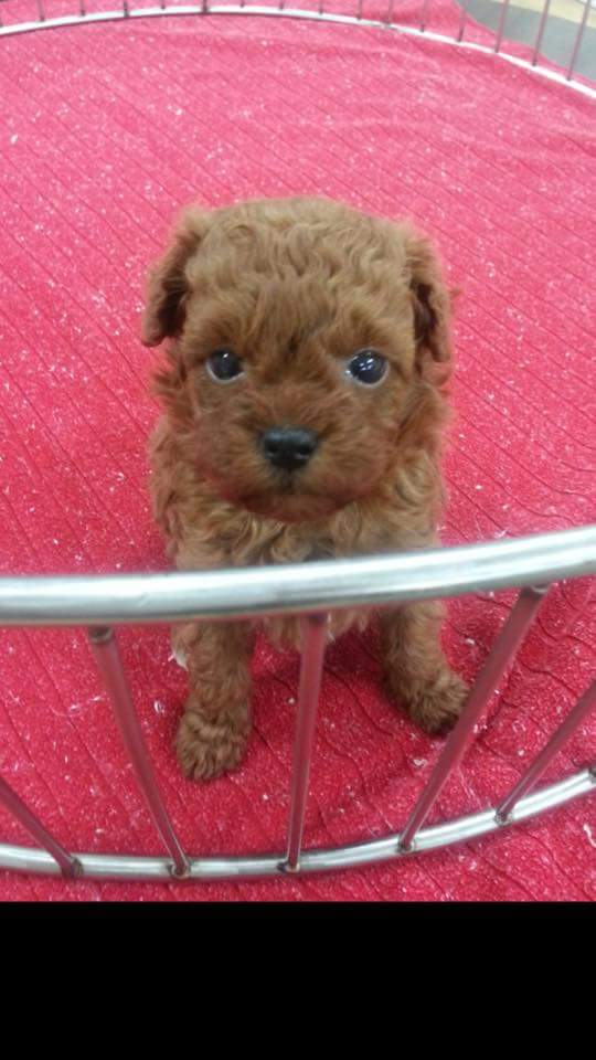 박진영이 키우는 강아지(feat.박지민,백예린,이정진) | 인스티즈