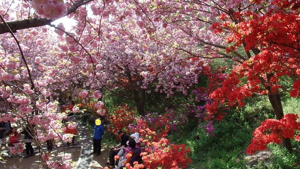 예쁜 꽃들이 환상적인 "전주 완산공원 꽃동산 ,꽃나무 터널풍경"50장 사진감상 (안구정화) | 인스티즈