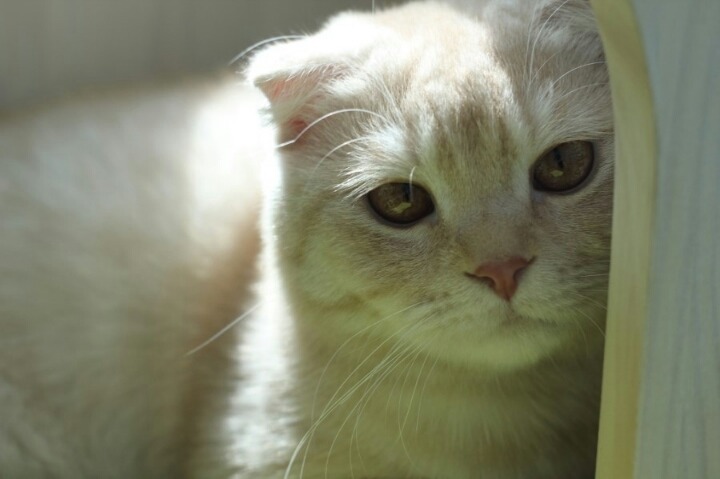 짱덕미 터지는 시아준수 고양이.jpg | 인스티즈