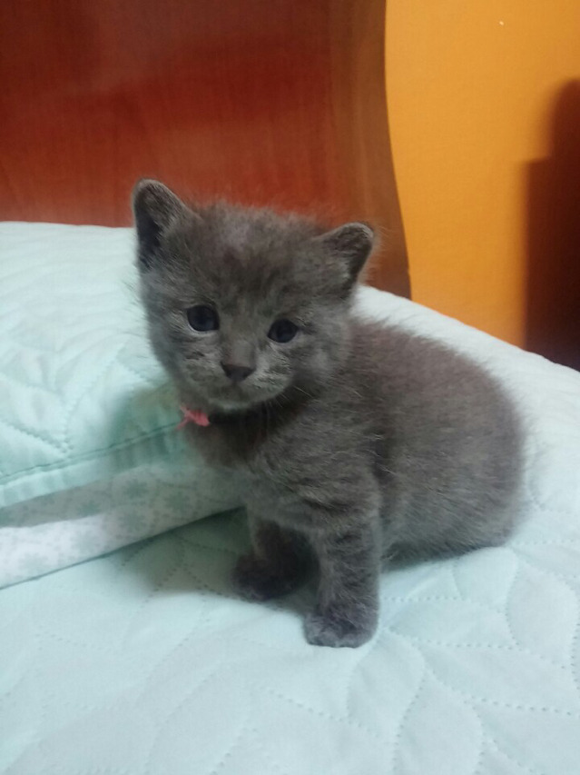 아기 고양이들 아깽이들 (심쿵주의) | 인스티즈