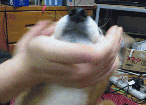 시바모음 | 인스티즈