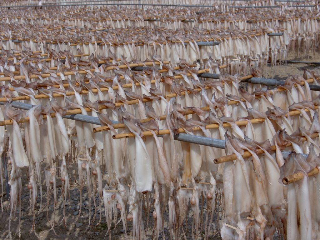 오징어 덕장.jpg | 인스티즈