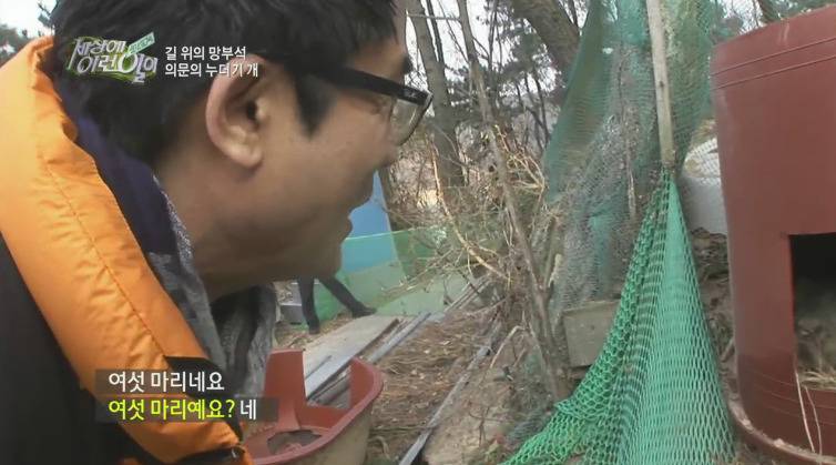 [세상에이런일이] 도로위에 망부석이 되서 주인을 기다리는 강아지.jpg | 인스티즈