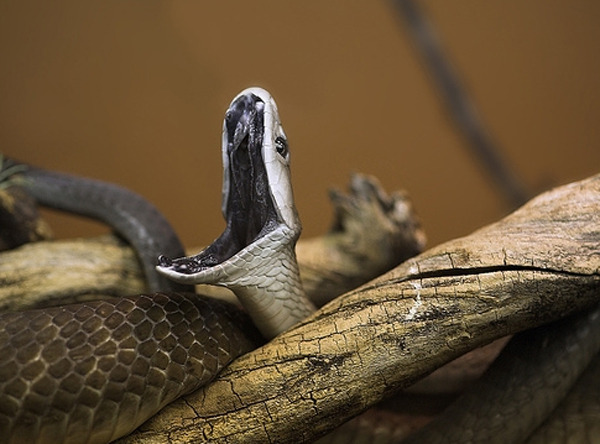 세상에서 가장 위험한 뱀 블랙 맘바 | 인스티즈