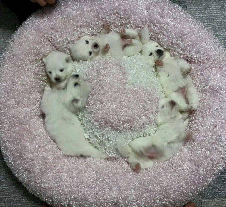 강아지 마약방석의 위험성.jpg (심쿵사 주의) | 인스티즈