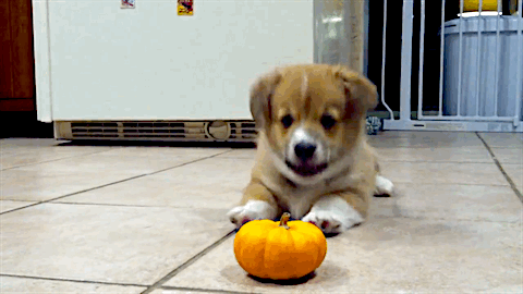 웰시코기의 폭력성과 가식을 폭로합니다 | 인스티즈