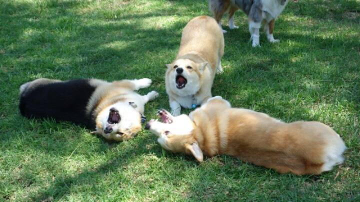 웰시코기의 폭력성과 가식을 폭로합니다 | 인스티즈