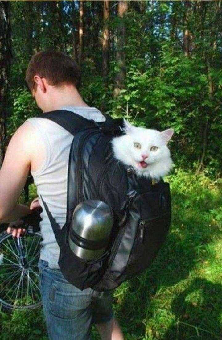 사람과 교감하는 고양이.jpg | 인스티즈