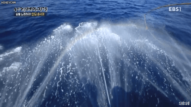 인도네시아의 참치 잡이 | 인스티즈