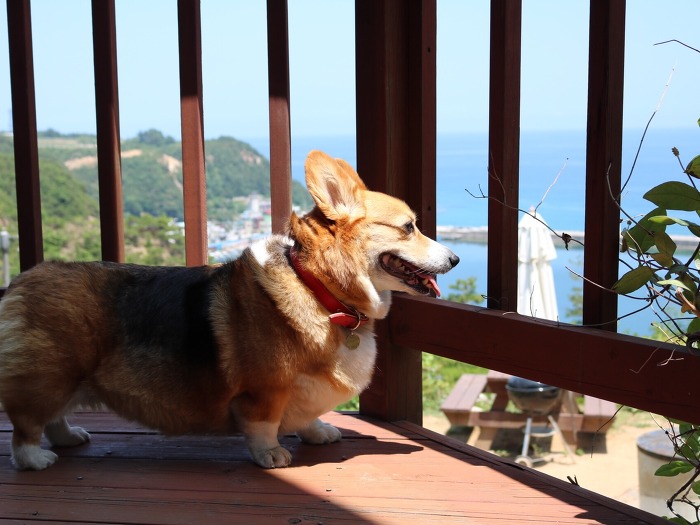 견종 이야기 - 웰시 코기 | 인스티즈