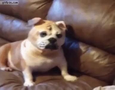 재미있는 동물 움짤 모음 ㅋㅋㅋ | 인스티즈