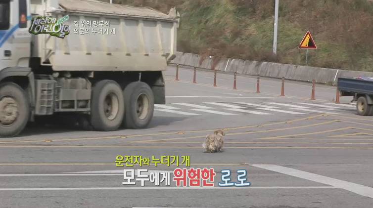 [세상에이런일이] 도로위에 망부석이 되서 주인을 기다리는 강아지.jpg | 인스티즈