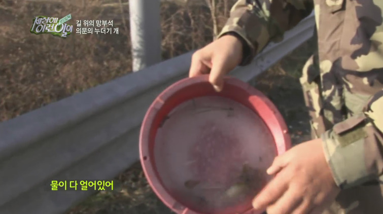 [세상에이런일이] 도로위에 망부석이 되서 주인을 기다리는 강아지.jpg | 인스티즈